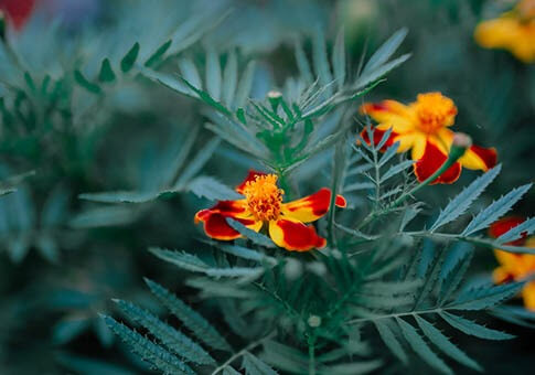 Elenco dei fiori commestibili e ricette per rinnovare il vostro menu